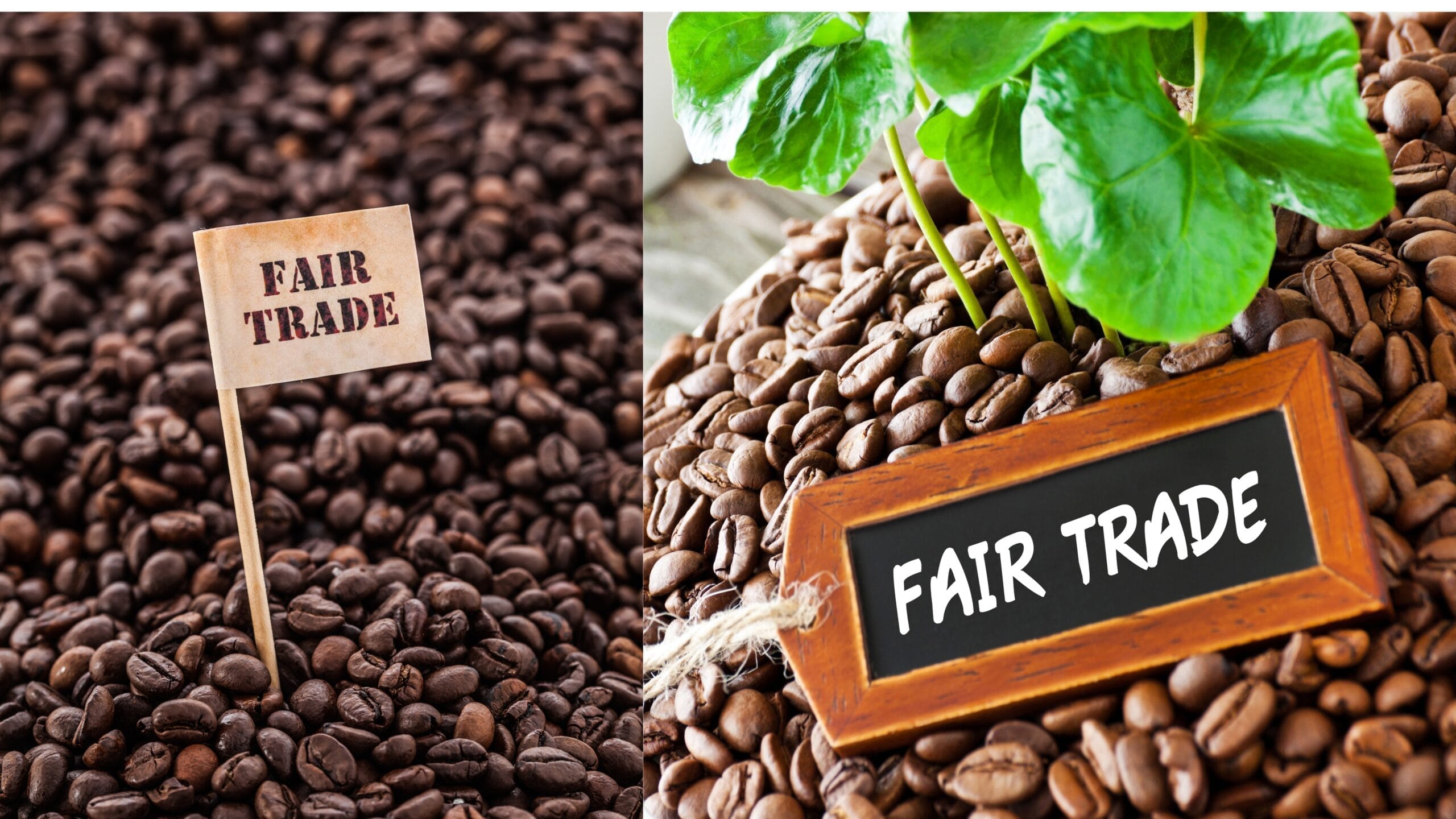 Kopi Fair Trade dan Dampaknya pada Petani Kopi